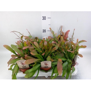 Rhipsalis   ...