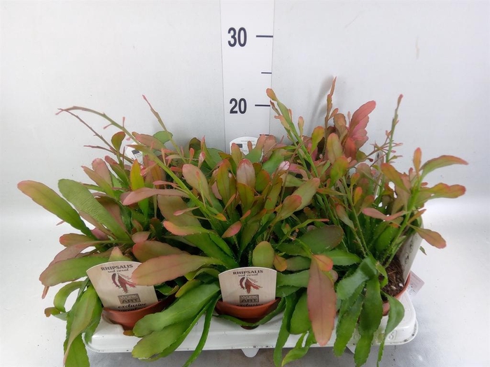 <h4>Rhipsalis   ...</h4>