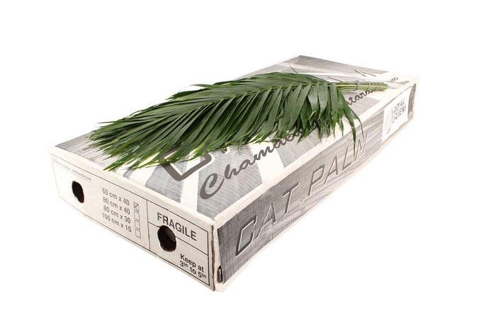 <h4>Cat Palm 60</h4>