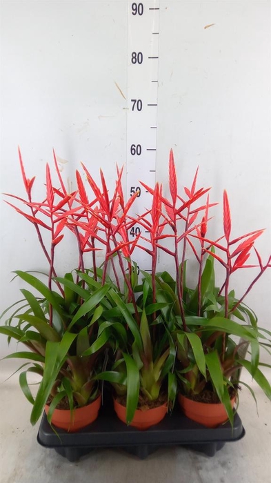 <h4>Vriesea  'Elan'</h4>