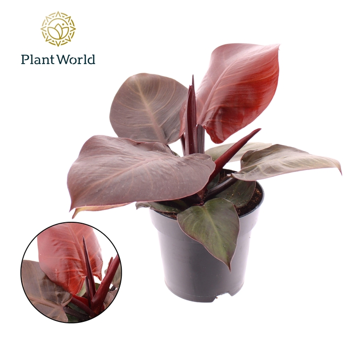 <h4>Philodendron Cherry red</h4>