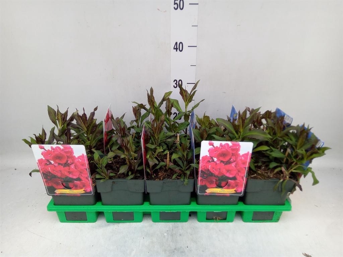 <h4>Phlox panic.</h4>