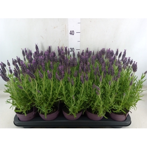 Lavandula stoec. 'Anouk'