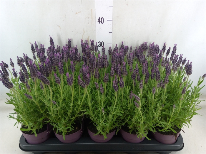 <h4>Lavandula stoec. 'Anouk'</h4>