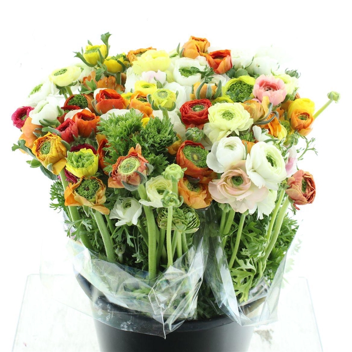 <h4>Ran El Mix Renette</h4>