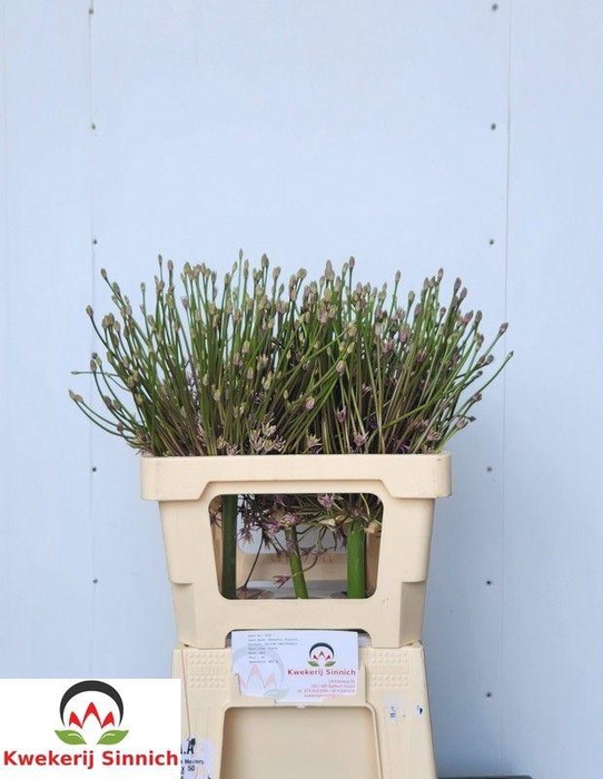 <h4>ALLIUM SCHUBERTII</h4>