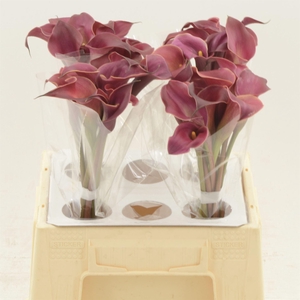 Calla Red Charm