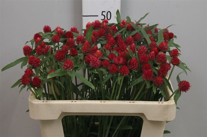 <h4>Gomph Gl Strawberry</h4>