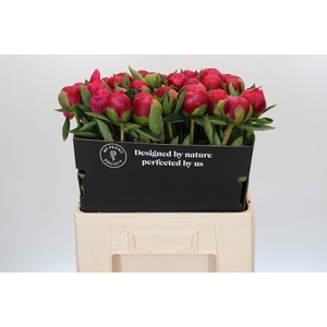 Paeonia Belgravia