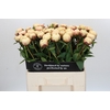 Paeonia Ann Cousins