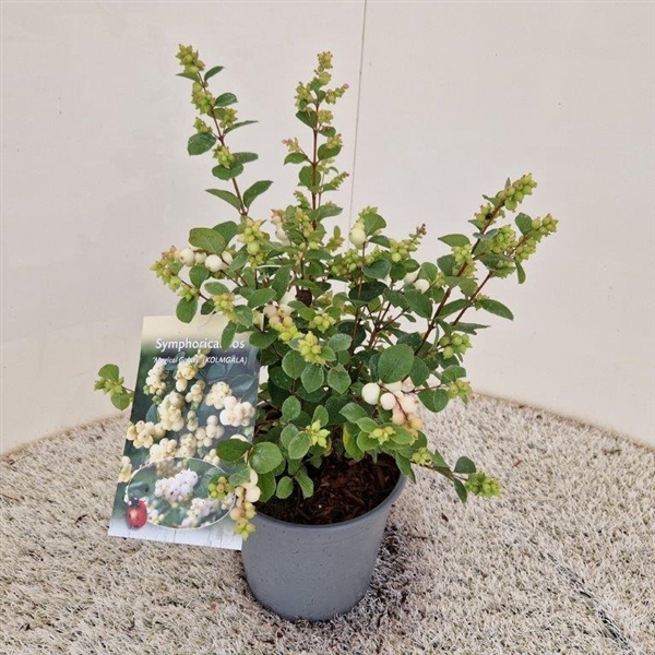 <h4>Symphoricarpos 'Magical Galaxy®'</h4>