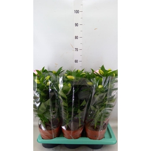 Lilium ori.  'Souvenir'