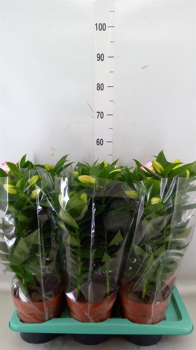 <h4>Lilium ori.  'Souvenir'</h4>