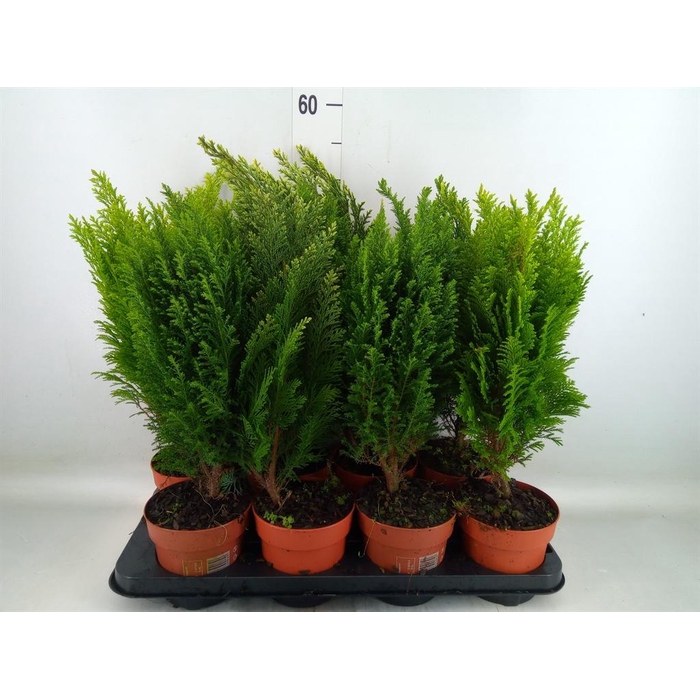 <h4>Conifers   ...mix</h4>