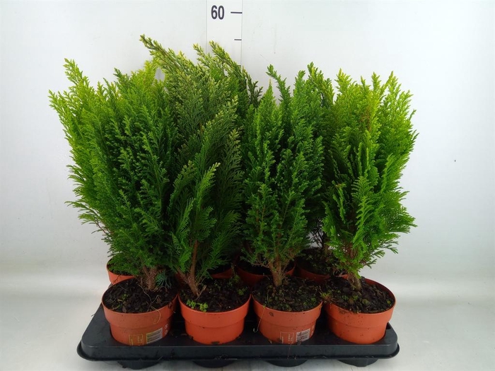 <h4>Conifers ...mix</h4>