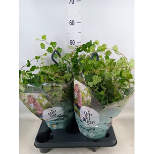 Hedera helix 'Wonder'