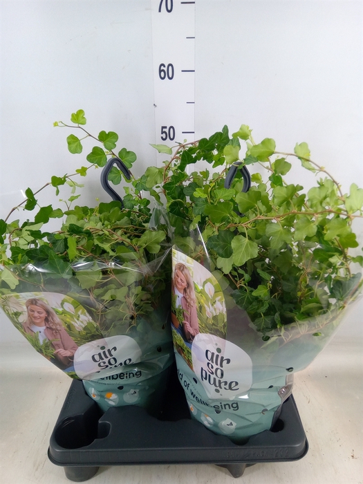 <h4>Hedera helix 'Wonder'</h4>