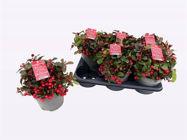 <h4>Gaulth Pr Big Berry</h4>