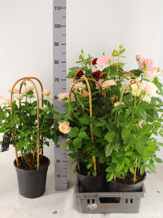 <h4>ROSA FL SELECT GEM</h4>