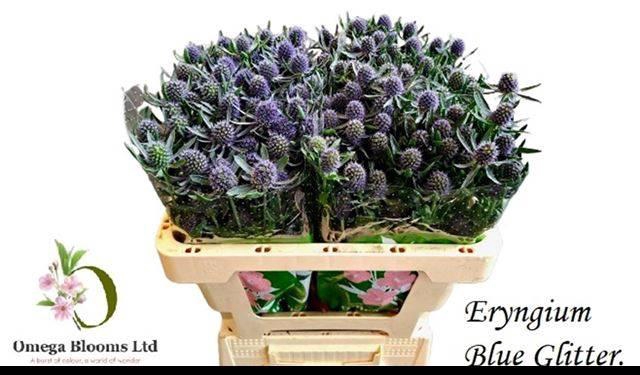 <h4>Eryn Pl Blue Glitt</h4>