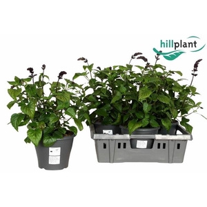 SALVIA LAKE ONEG IMP