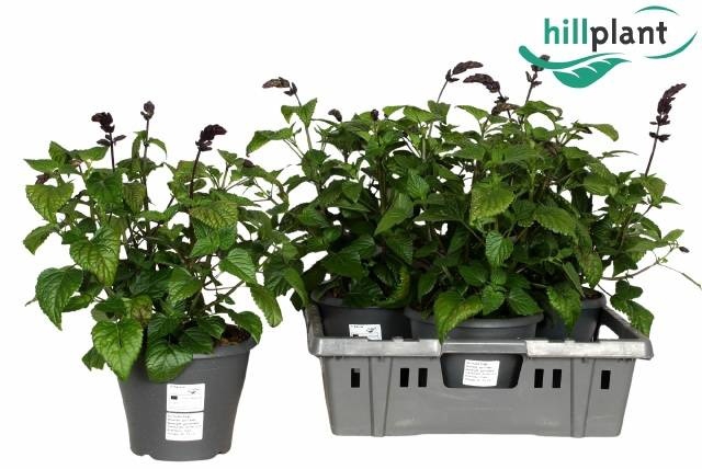 <h4>SALVIA LAKE ONEG IMP</h4>