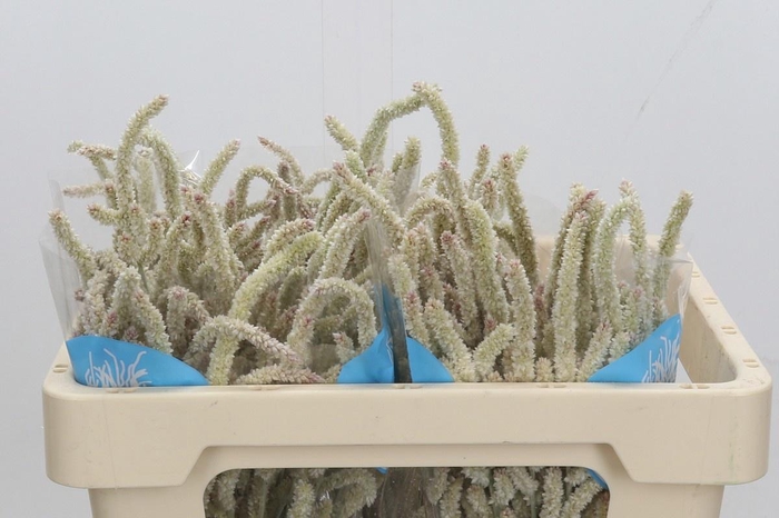 <h4>AMAR YEARMING DESERT</h4>