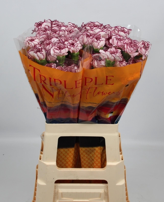 <h4>DI ST DAMASCUS</h4>