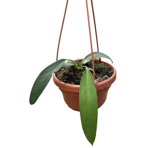 Anthurium Wendlingeri