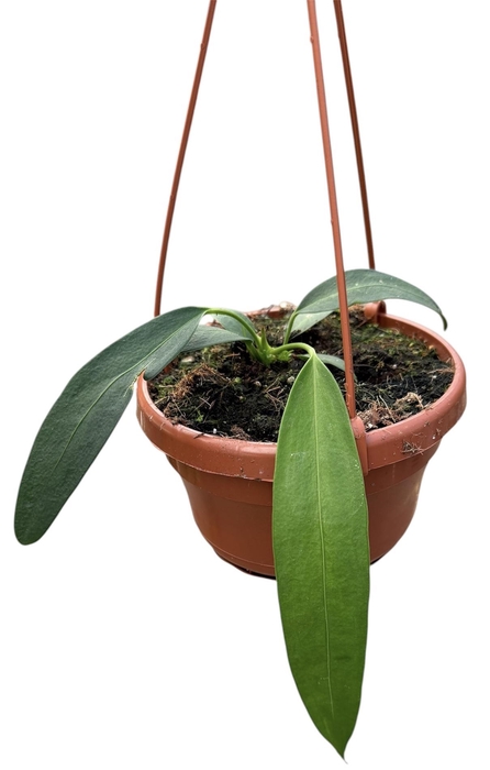 <h4>Anthurium Wendlingeri</h4>