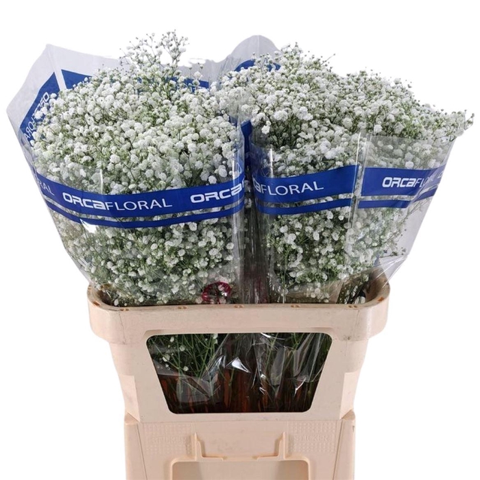 <h4>Gypsophila Xlence Orca</h4>