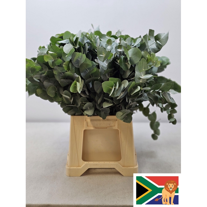 <h4>EUC CINEREA PER STEEL -ZA-SUPER</h4>