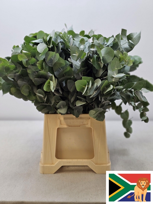 EUC CINEREA PER STEEL -ZA-SUPER