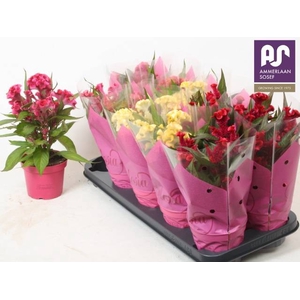 CELOSIA HOT TOPIC MIX P12