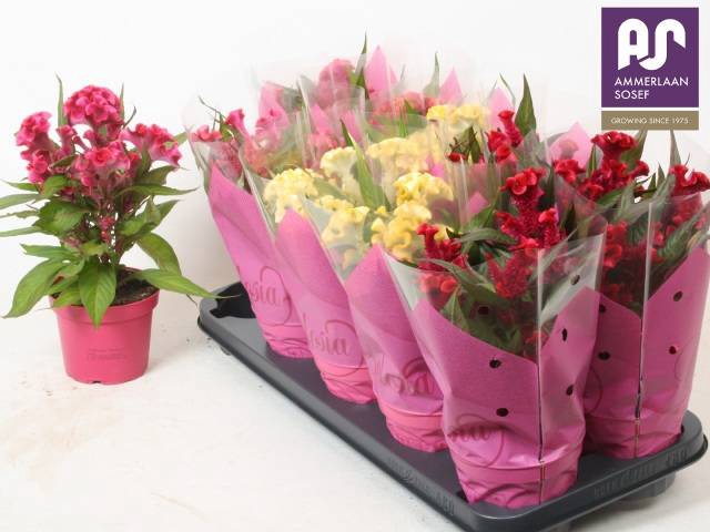 <h4>CELOSIA HOT TOPIC MIX P12</h4>