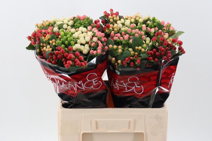 <h4>Hyp Rainb Rom Mix 60cm</h4>