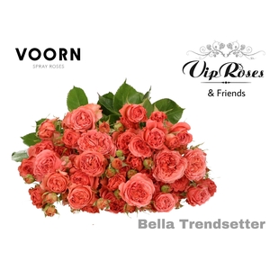 R TR BELLA TRENDSET