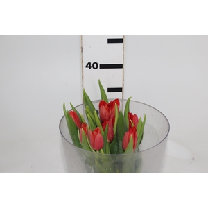 TULIPA VERMELHO