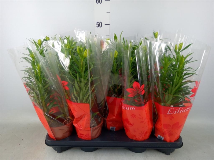 <h4>Lilium asia. 'Tiny Ghost'</h4>