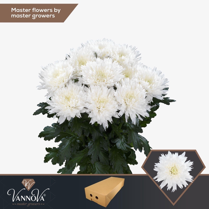 <h4>Chr G Undercover</h4>