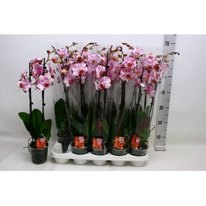 PHAL F MAGIC ART