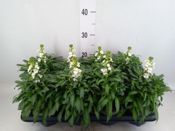<h4>Erysimum  'Leya Purple Glow'</h4>