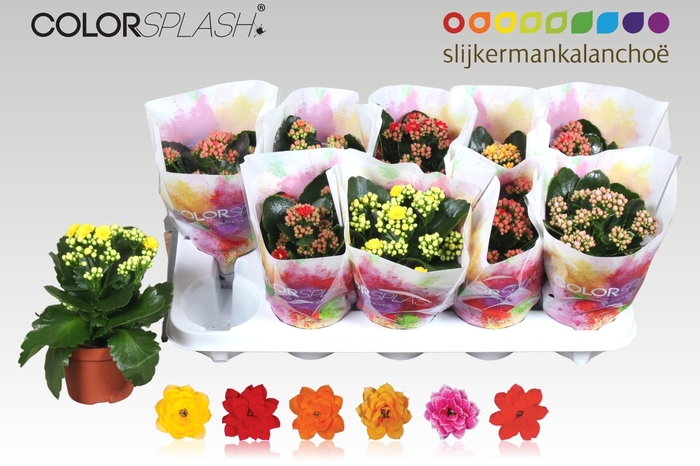 <h4>KAL GE GEM 6 KL</h4>