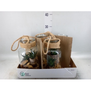 Arr. Kamerplant Groen H%