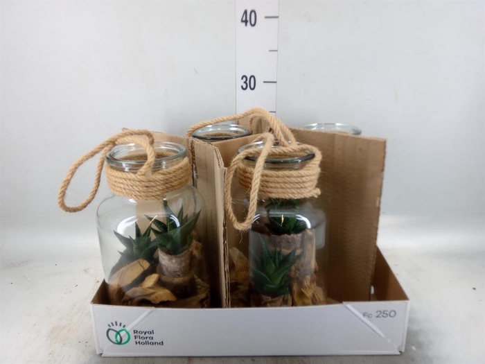 <h4>Arr. Kamerplant Groen H%</h4>