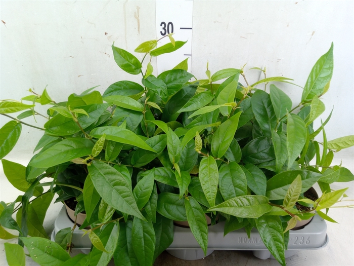 <h4>Ficus sagittata</h4>