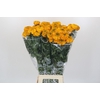 Tagetes Marigold Promise Orange