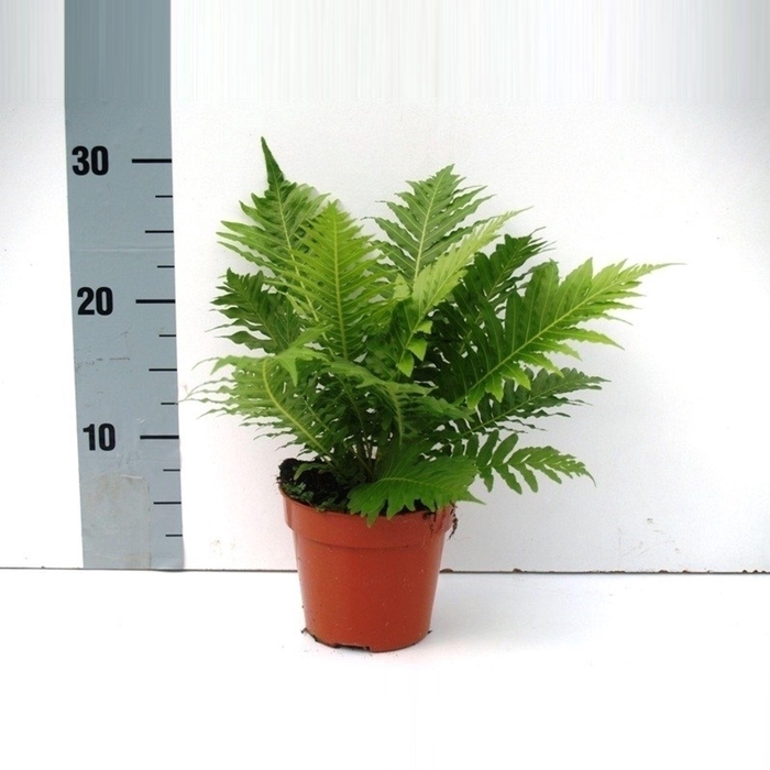 <h4>Blechnum Silver Lady</h4>