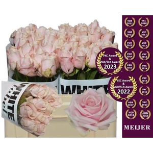 Rosa GR 'Sweet Avalanche'