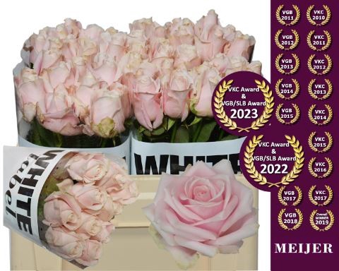 Rosa GR 'Sweet Avalanche'